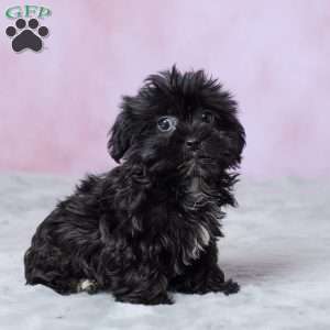 Abby, Shorkie Puppy